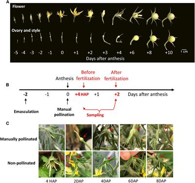 Cell Wall Invertase and Sugar Transporters Are Differentially Activated in Tomato Styles and Ovaries During Pollination and Fertilization